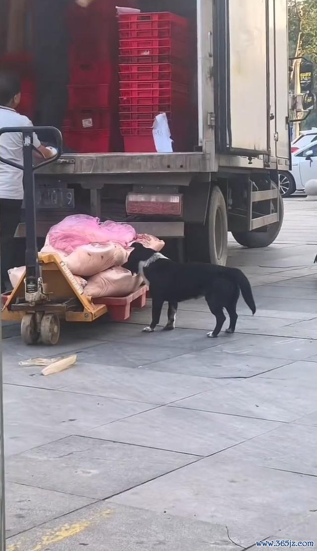 狗啃食超市猪肉 搬运工闭明塞聪