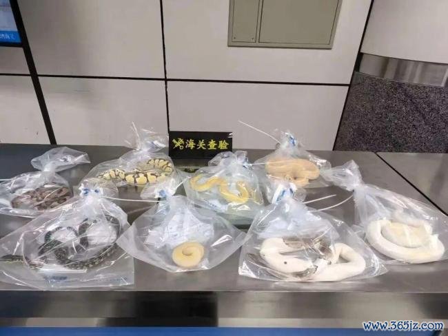 男人裤子口袋藏活蟒蛇进境被查 8条活体蛇遭查获