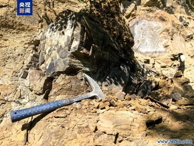 山西阳泉发现约2.95亿年前木化石 国度二级重心保护古死活字石现身
